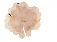 Sequoia 90cm doorsnede