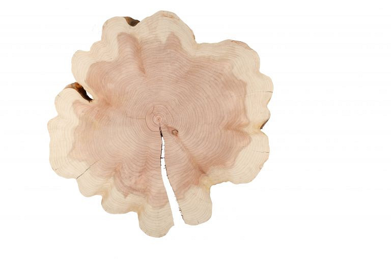 Sequoia 90cm doorsnede